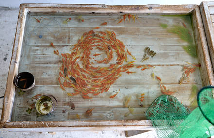 Goldfish Resin Paintings