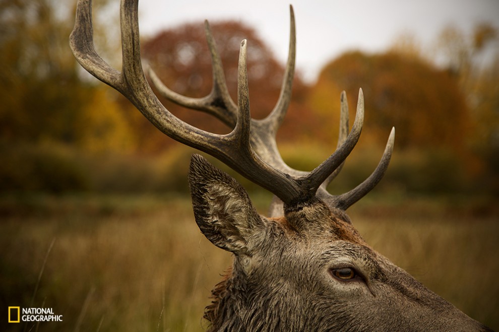 natgeofinalentries20155