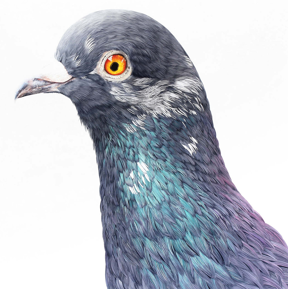 pigeonportrait2