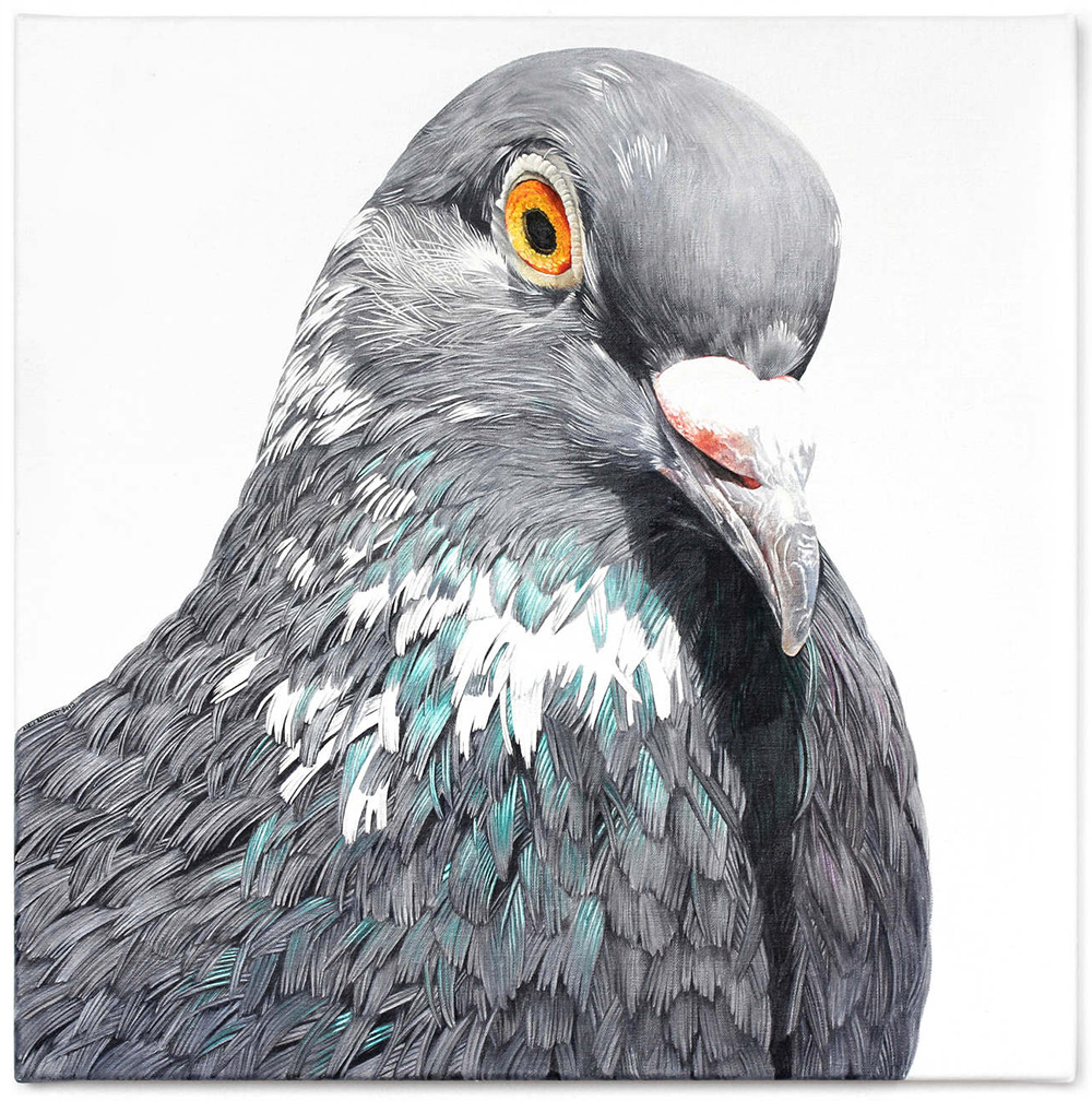 pigeonportrait9