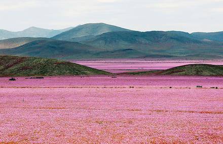 Desert of Vibrant Pink Flowers