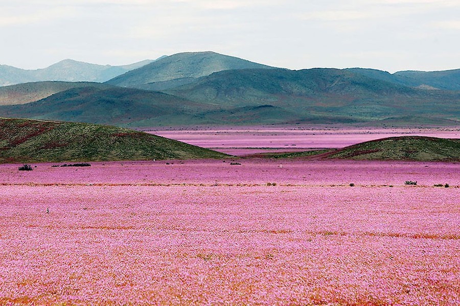 pinkdesert-0