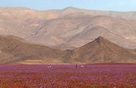 Desert of Vibrant Pink Flowers