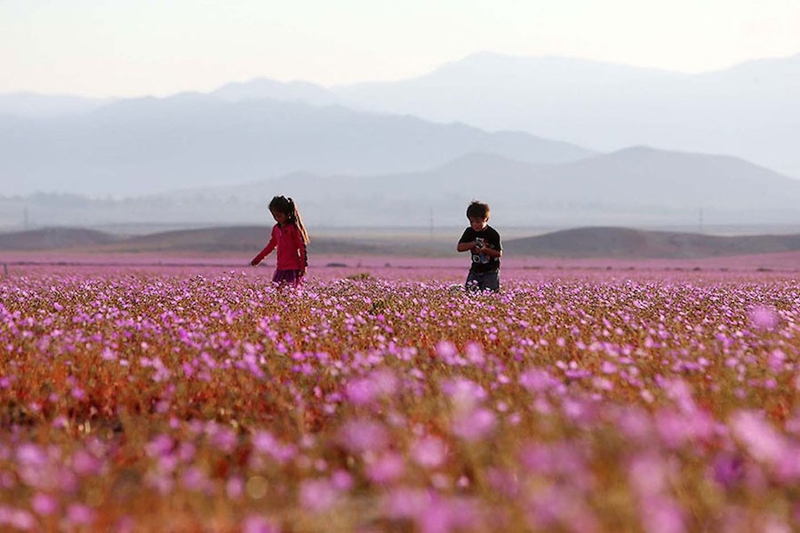 pinkdesert-1