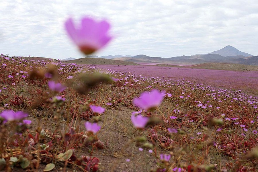 pinkdesert-2