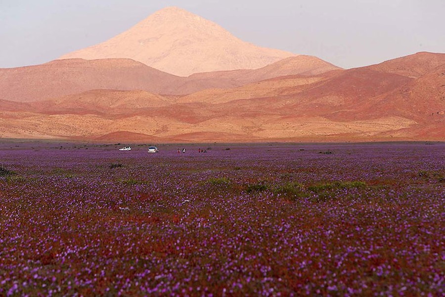 pinkdesert-3