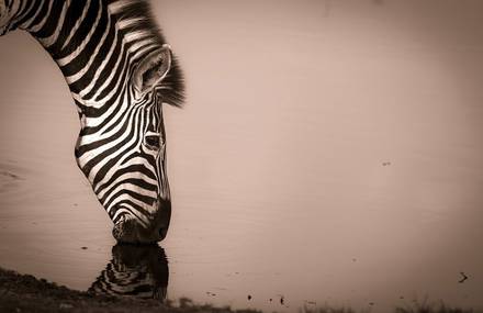 Africa Geographic Photographer of the Year Award