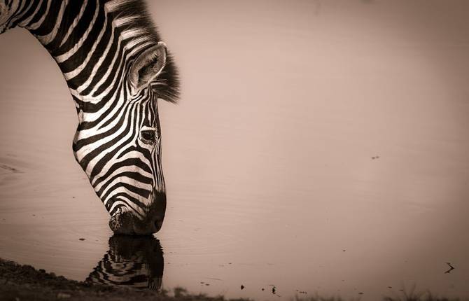 Africa Geographic Photographer of the Year Award