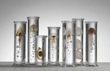 Aquatic Life Specimens Imagined in Glass