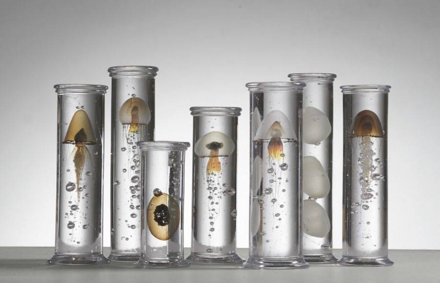 Aquatic Life Specimens Imagined in Glass