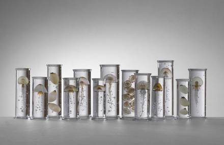 Aquatic Life Specimens Imagined in Glass