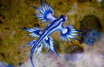 Tiny Blue Dragon Mollusk