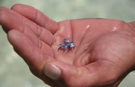 Tiny Blue Dragon Mollusk