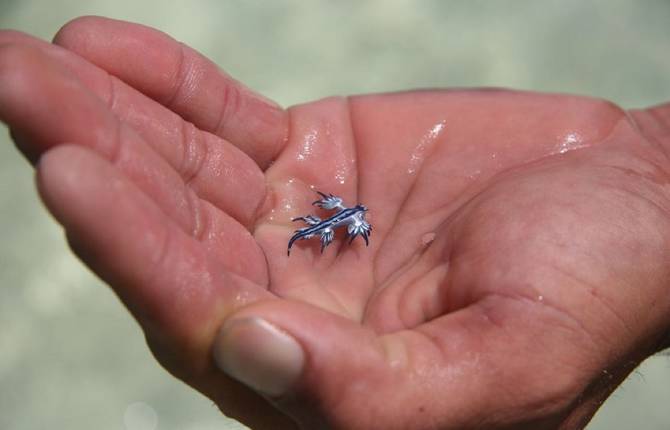 Tiny Blue Dragon Mollusk