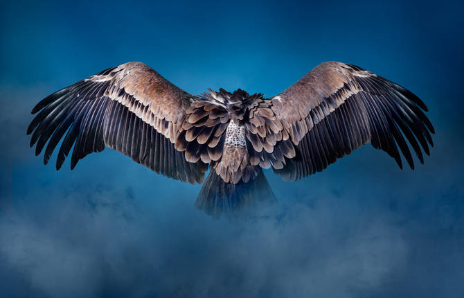 Enhancing Wolves and Vultures in Photographs
