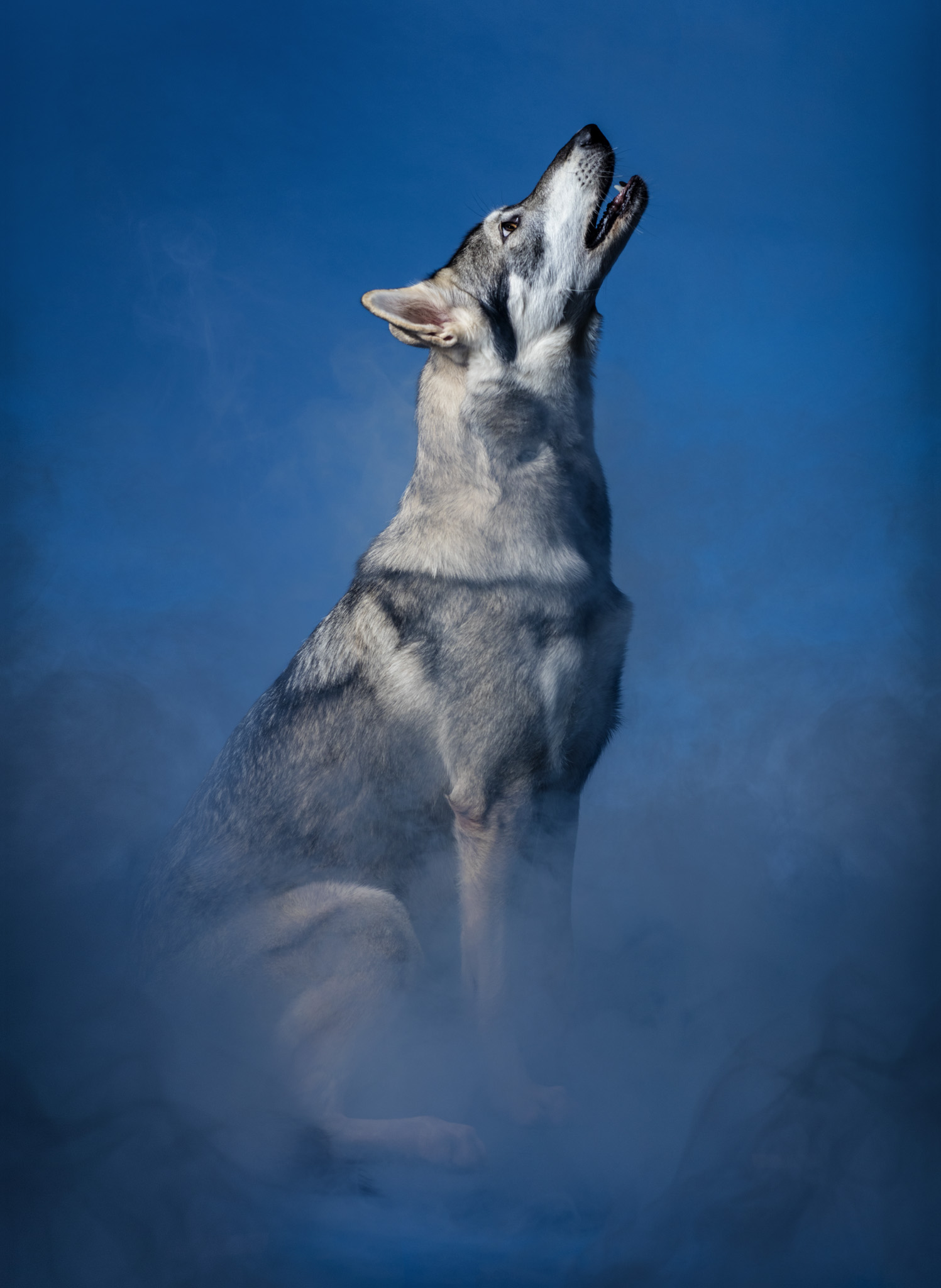 vultureswolves5