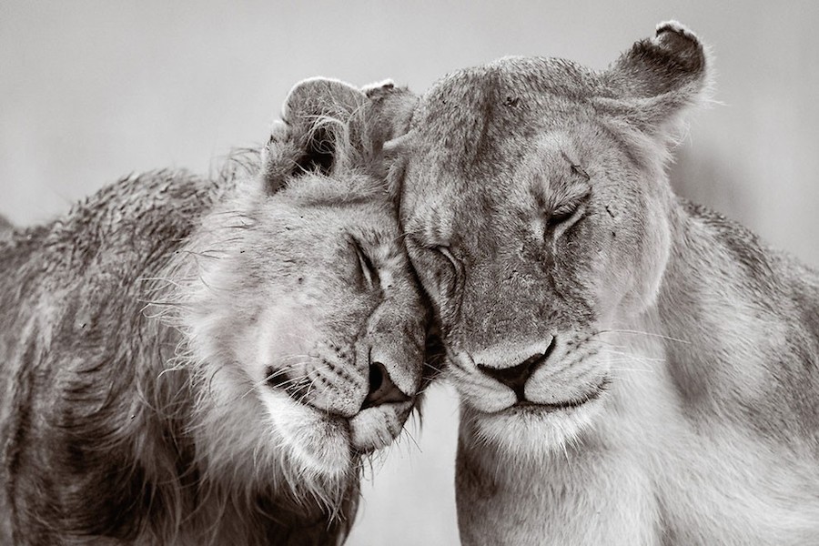zslphotographyanimal-1