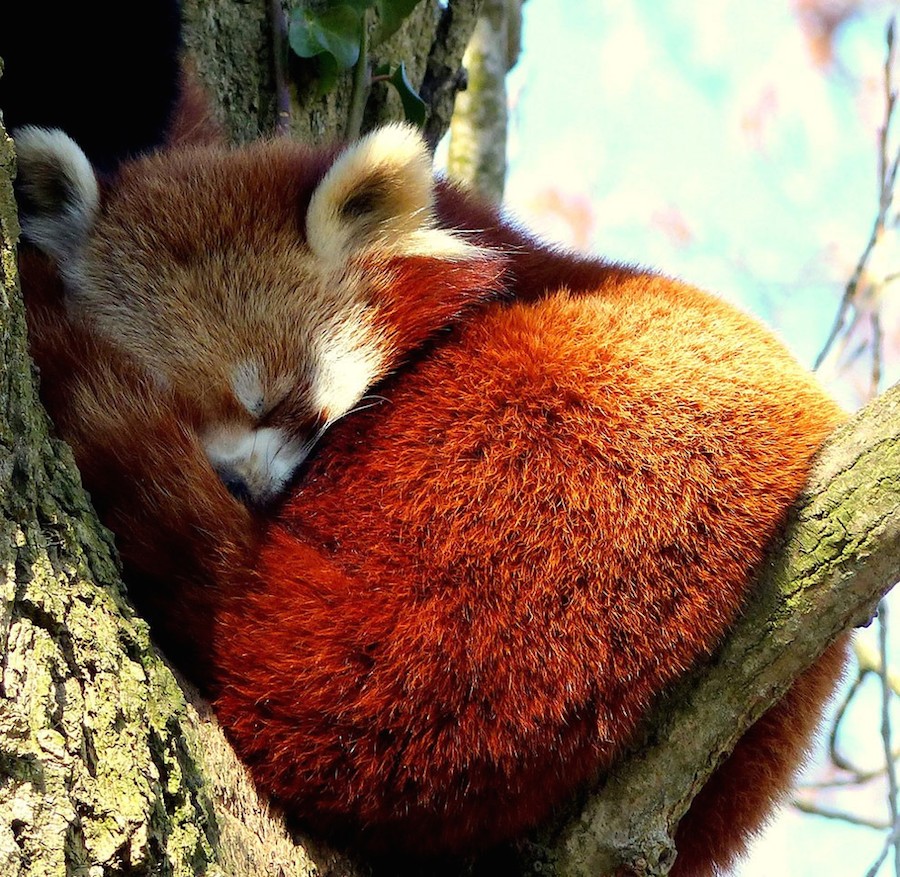 zslphotographyanimal-3