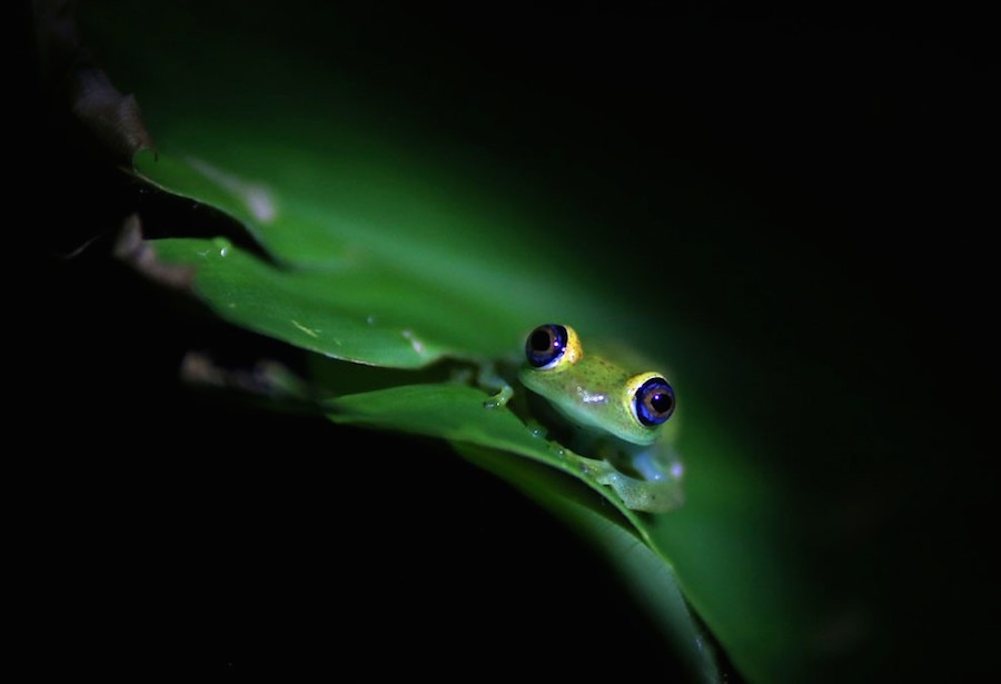 zslphotographyanimal-4