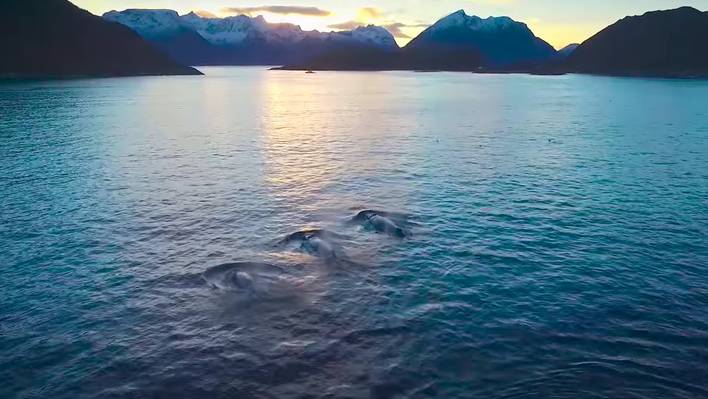 Eating Whales Seen From a Drone