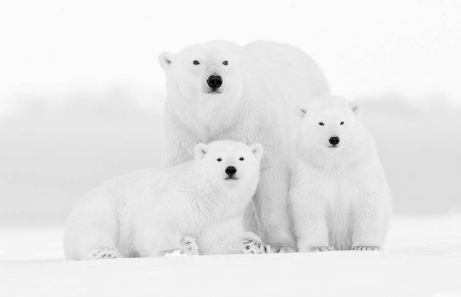 White Arctic and Antarctic Photography