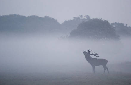 Stunning Red Deer in Richmond Park