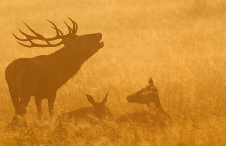 Stunning Red Deer in Richmond Park