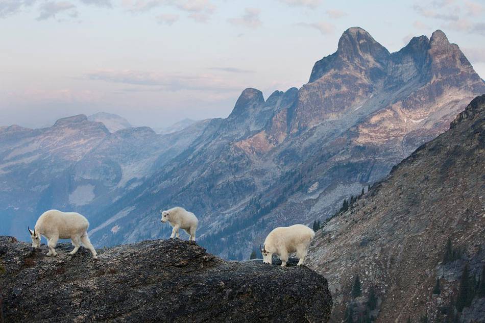 2015 Fritz Polking Nature Photography Prize – Fubiz Media
