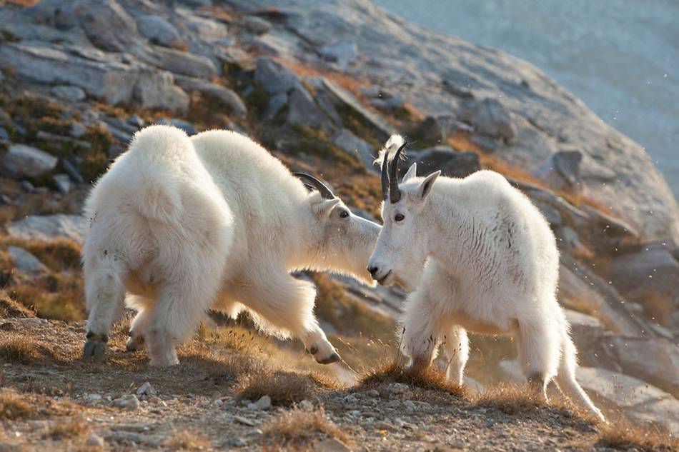 2015 Fritz Polking Nature Photography Prize – Fubiz Media
