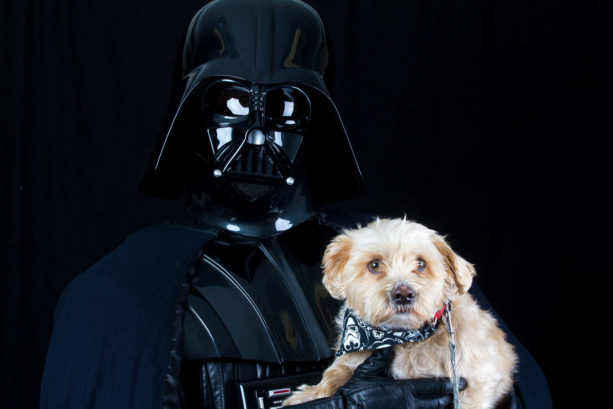 shelteranimalsstarwarsforceawakens1