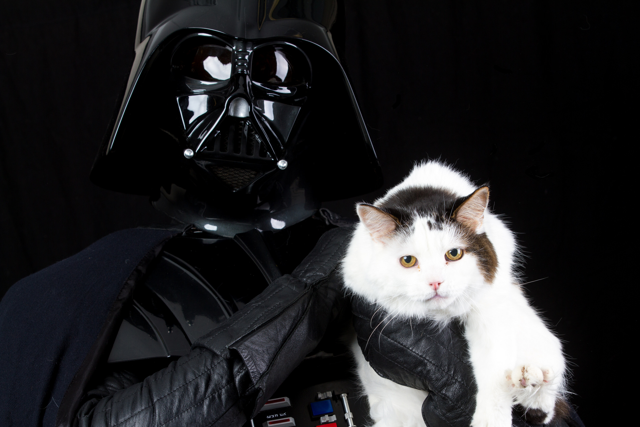 shelteranimalsstarwarsforceawakens12