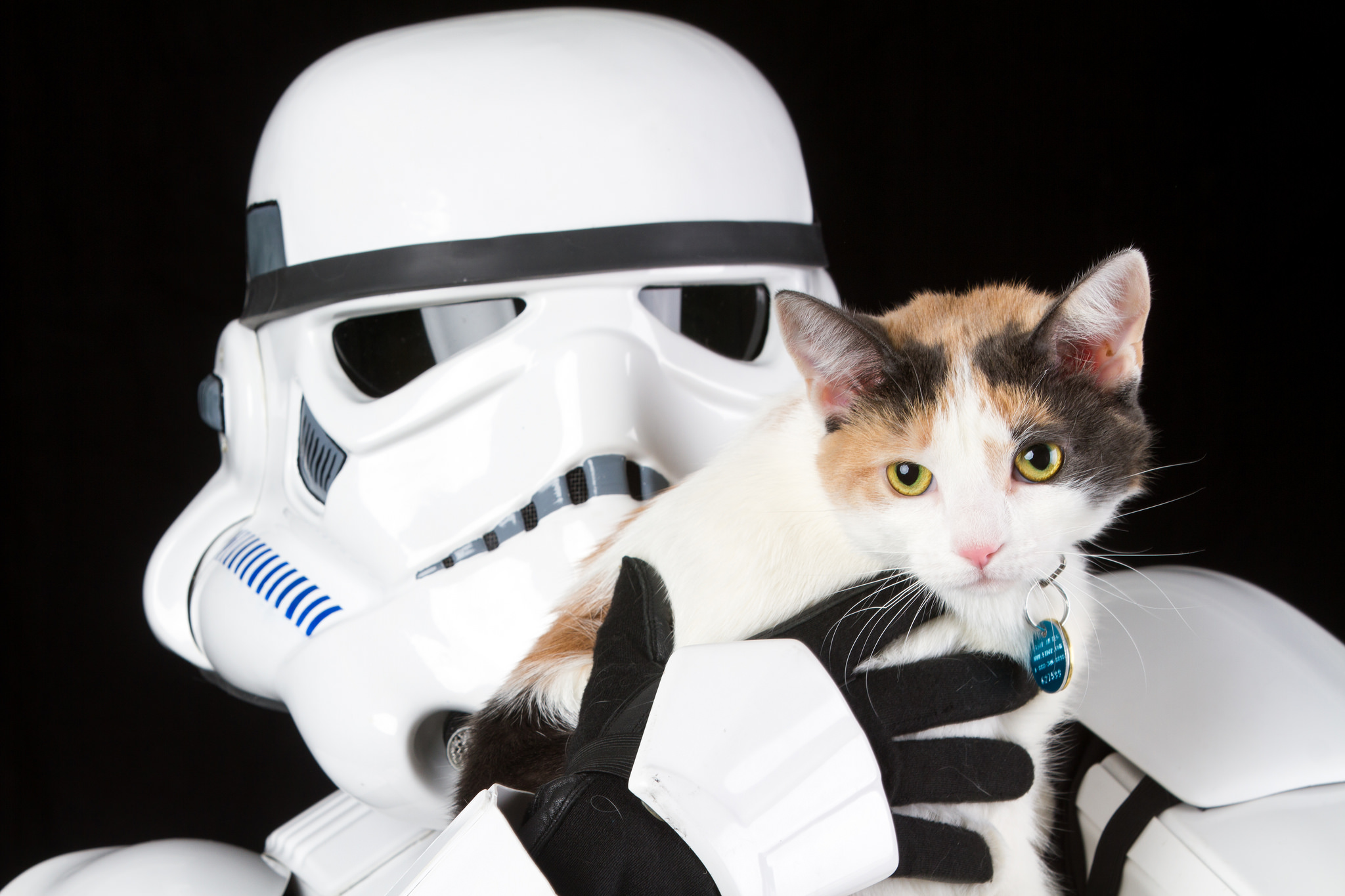 shelteranimalsstarwarsforceawakens13