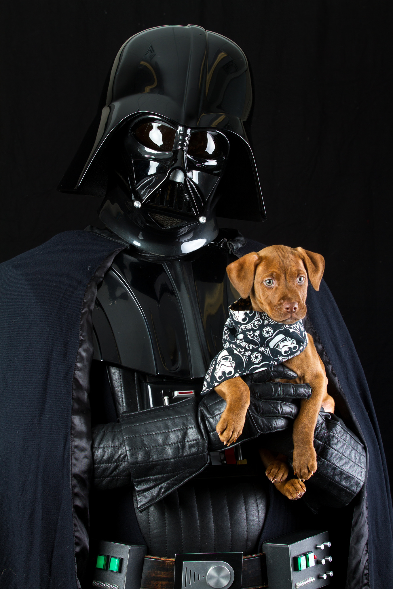 shelteranimalsstarwarsforceawakens5