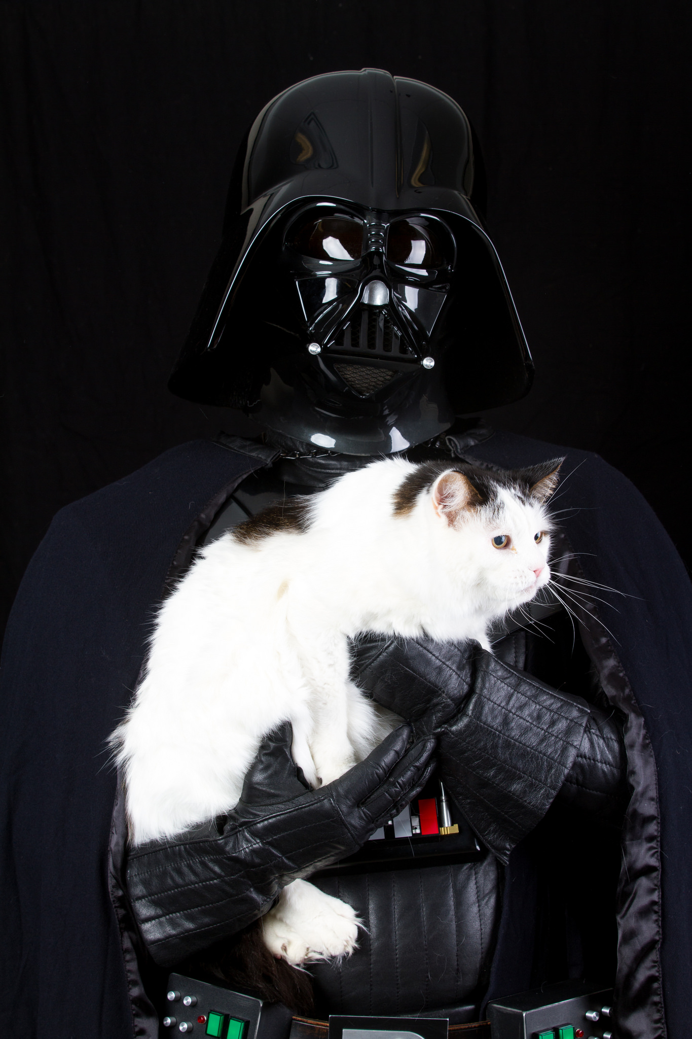 shelteranimalsstarwarsforceawakens9