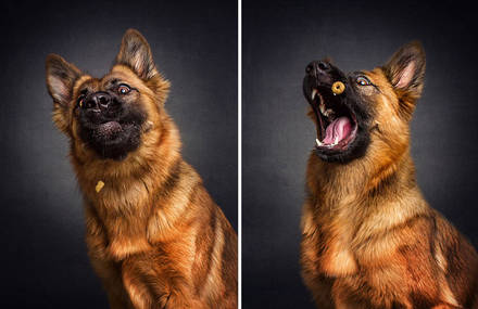 Funny Photographs of Dogs Catching Food