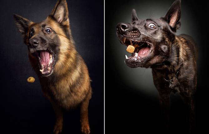 Funny Photographs of Dogs Catching Food