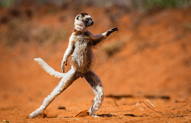 Comedy Wildlife Photography Awards Winners