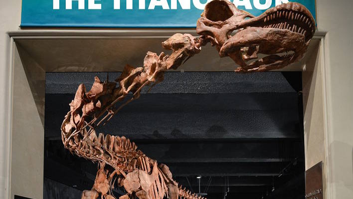 The Largest Dinosaur Ever on Display