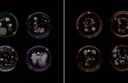 Turning Bacterias from New York Subway into Beautiful Artworks