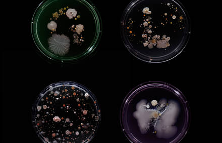 Turning Bacterias from New York Subway into Beautiful Artworks