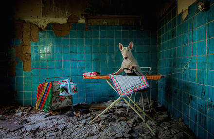 Adorable Bull-Terrier Poses in Abandoned Places