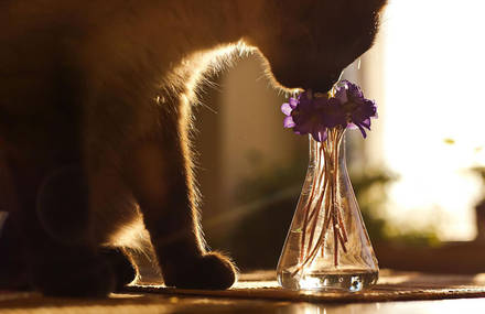 Poetic Pictures of Animals Smelling Flowers