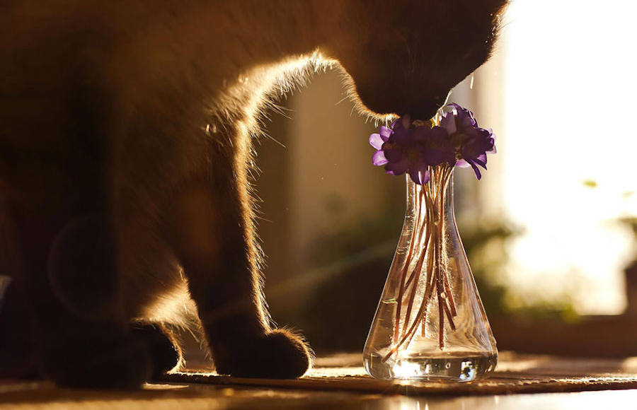 Poetic Pictures of Animals Smelling Flowers