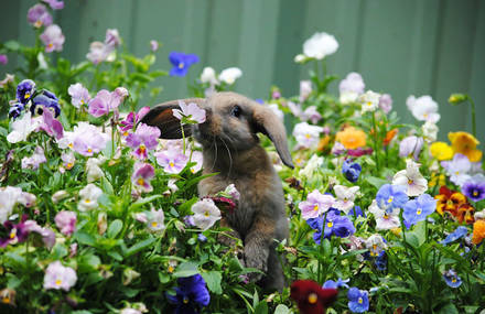 Poetic Pictures of Animals Smelling Flowers