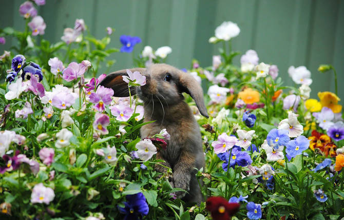 Poetic Pictures of Animals Smelling Flowers