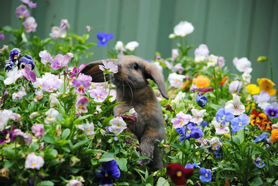 animalssmellingflowers1