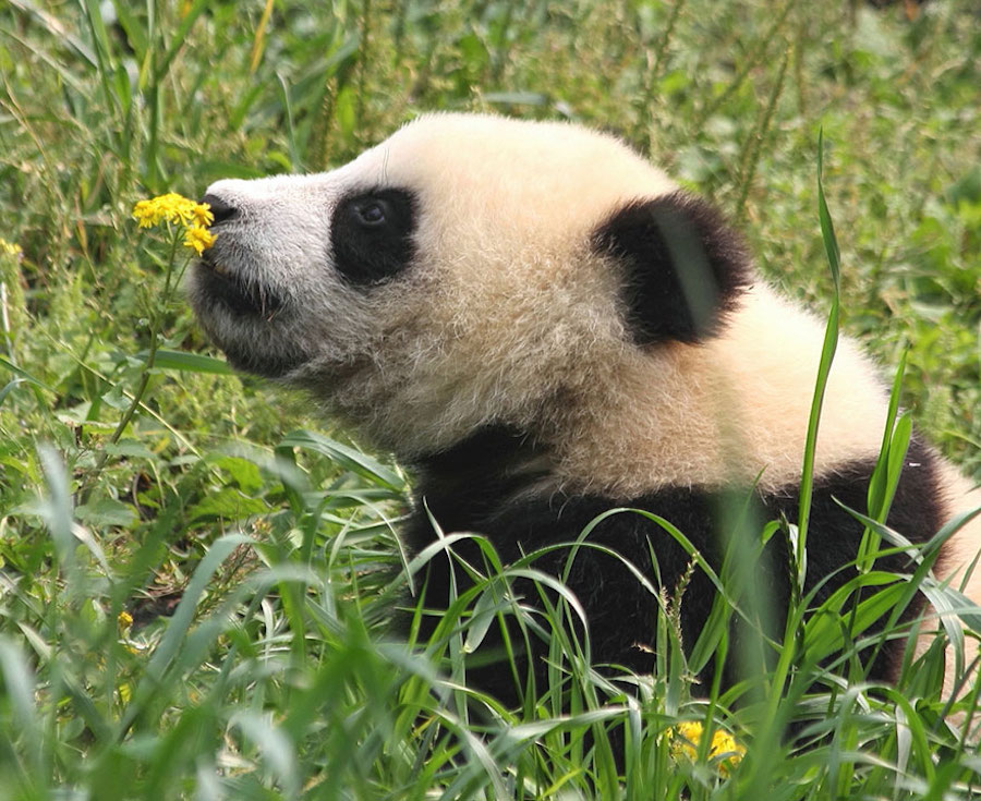 animalssmellingflowers14