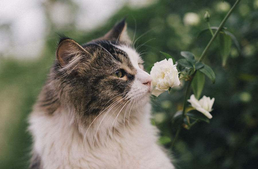 animalssmellingflowers15