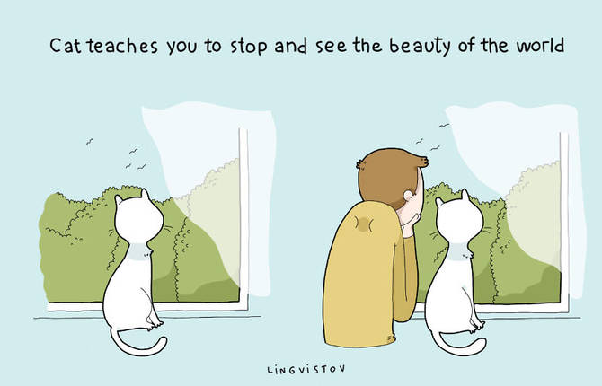 Benefits of Having a Cat