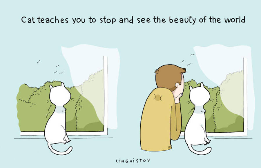 Benefits of Having a Cat